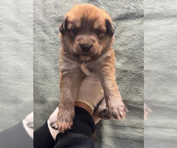 Medium Photo #1 Mutt Puppy For Sale in Riverside, CA, USA