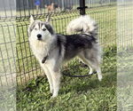 Small #2 Huskies  Mix