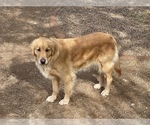 Small Photo #1 Golden Retriever Puppy For Sale in PHOENIX, AZ, USA