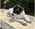 Puppy 2 Australian Cattle Dog-Labrador Retriever Mix