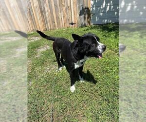 American Pit Bull Terrier-Unknown Mix Dogs for adoption in Houston, TX, USA