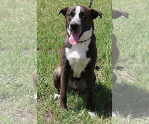 Australian Shepherd-German Shepherd Dog Mix Dogs for adoption in Bandera, TX, USA