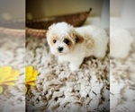 Small Photo #3 Maltipoo Puppy For Sale in CROSSVILLE, TN, USA