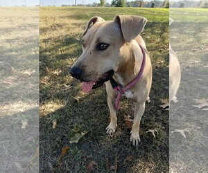 Parker - Male Black Mouth Cur-Labrador Retriever Mix Dog for Adoption - Photo #2
