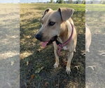 Small Photo #2 Black Mouth Cur-Labrador Retriever Mix Puppy For Sale in Monticello, MS, USA