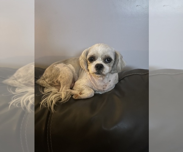 Medium Photo #1 Shih Tzu Puppy For Sale in BOILING SPGS, SC, USA