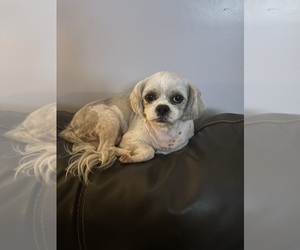 Mother of the Shih Tzu puppies born on 06/19/2026
