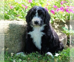 Bernedoodle Puppy for sale in FREDERICKSBG, OH, USA