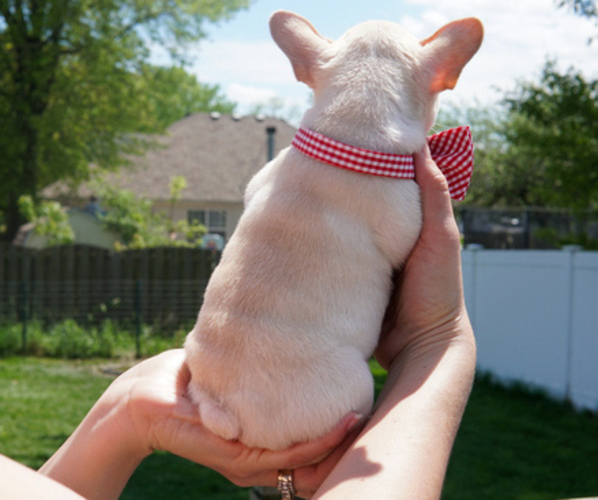 Medium Photo #7 French Bulldog Puppy For Sale in HOBART, IN, USA