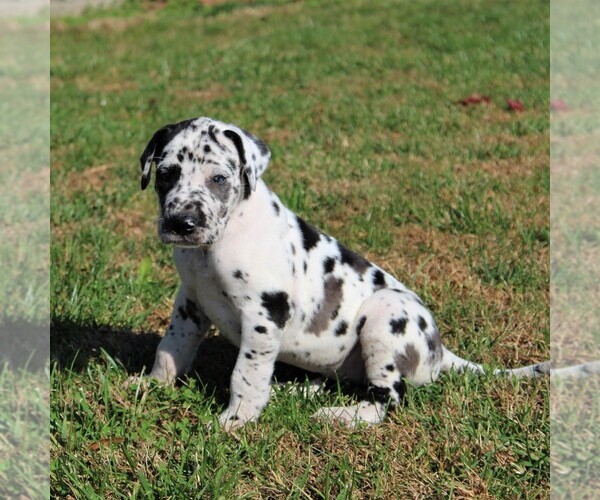 Medium Photo #4 Great Dane Puppy For Sale in LITITZ, PA, USA