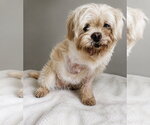 Small Shih Apso