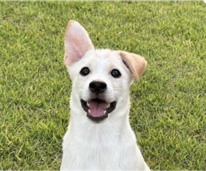 Mutt Dogs for adoption in San Ramon, CA, USA