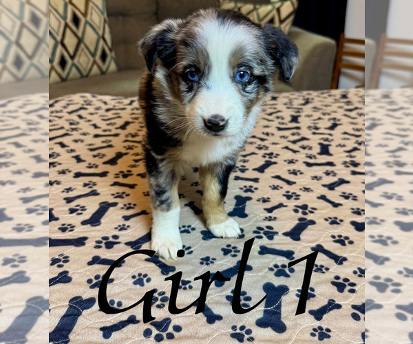 Medium Photo #2 Australian Shepherd Puppy For Sale in SALISBURY, NC, USA