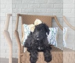 Small Photo #1 Aussiedoodle Puppy For Sale in INDIANAPOLIS, IN, USA