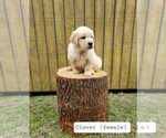 Puppy Clover Golden Retriever