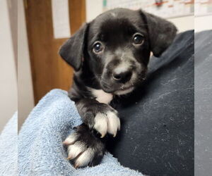 Medium Labrador Retriever Mix