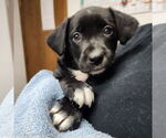 Small Labrador Retriever Mix