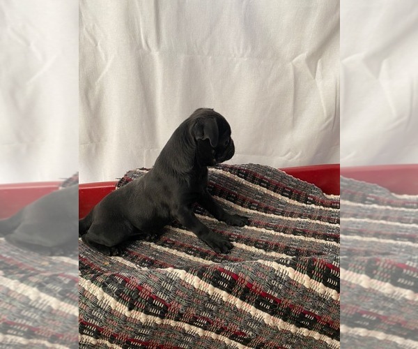 Medium Photo #3 Pug Puppy For Sale in BRIDGEWATER, VA, USA