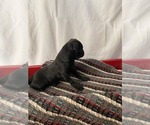 Small Photo #3 Pug Puppy For Sale in BRIDGEWATER, VA, USA