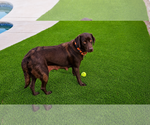 Small #2 Labrador Retriever