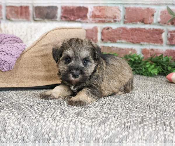 Medium Photo #11 Schnauzer (Miniature) Puppy For Sale in SYRACUSE, IN, USA