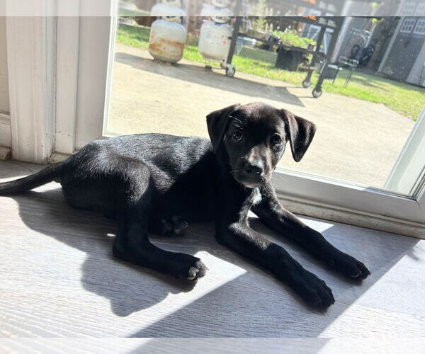 Medium Photo #5 Boston Terrier-Labrador Retriever Mix Puppy For Sale in Holly Springs, NC, USA