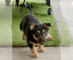 Small #8 Mutt