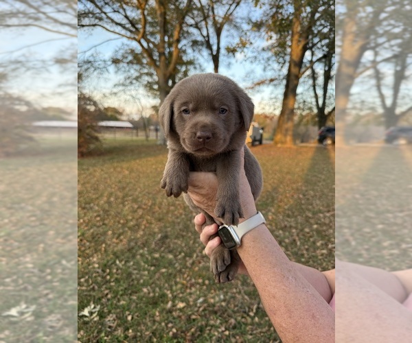 Medium Photo #1 Labrador Retriever Puppy For Sale in CULLMAN, AL, USA