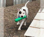 Small #11 American Pit Bull Terrier Mix