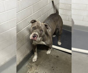 Mutt Dogs for adoption in Stockton, CA, USA