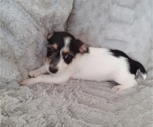 Fox Terrier (Smooth)-Poodle (Miniature) Mix Puppy for sale in HAMBURG, PA, USA