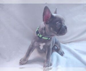 French Bulldog Puppy for sale in PORT CHARLOTTE, FL, USA