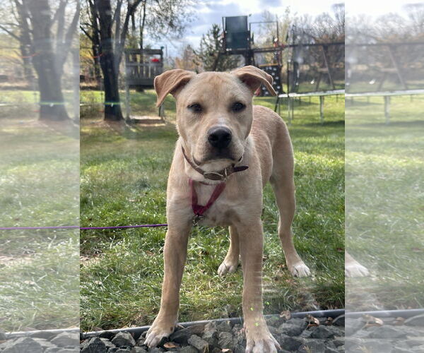 Medium Photo #7 Labrador Retriever-Unknown Mix Puppy For Sale in Minneapolis, MN, USA