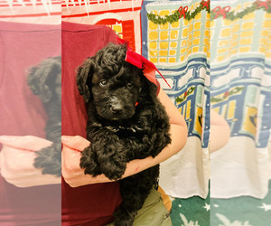 Goldendoodle (Miniature) Puppy for sale in BLUE SPRINGS, MO, USA