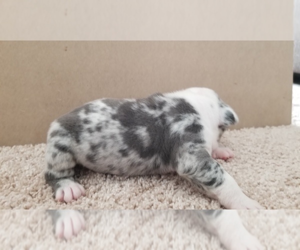 Medium Photo #3 English Bulldog Puppy For Sale in WALDORF, MD, USA