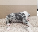 Small Photo #3 English Bulldog Puppy For Sale in WALDORF, MD, USA