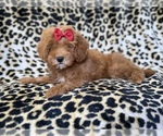 Small #5 Cavapoo (Miniature)