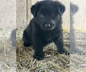 German Shepherd Dog Puppy for Sale in WEST LIBERTY, Kentucky USA