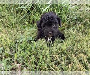 Poovanese Puppy for sale in SHILOH, OH, USA