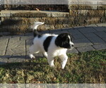 Small Photo #4 Newfoundland Puppy For Sale in MECHANICSVILLE, MD, USA