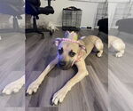 Small German Shepherd Dog Mix