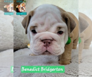 Bulldog Puppy for sale in LEESVILLE, LA, USA