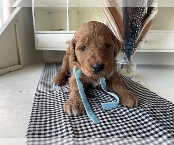 Medium Photo #3 Goldendoodle Puppy For Sale in WOODBURN, IN, USA