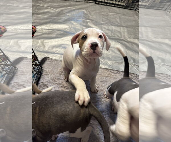 Medium Photo #5 Mutt Puppy For Sale in Garner, NC, USA