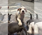 Small #4 Mutt