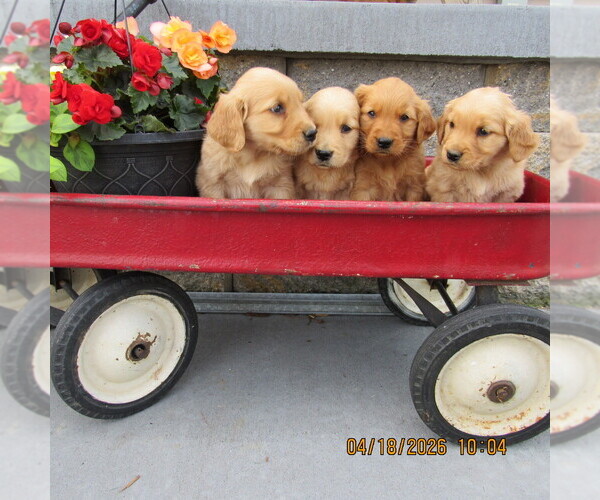 Medium Photo #3 Golden Retriever Puppy For Sale in SINGERS GLEN, VA, USA