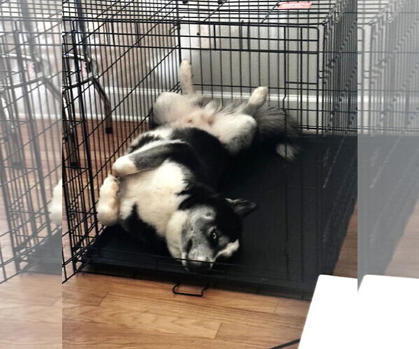 Medium Photo #3 Siberian Husky Puppy For Sale in McDonough, GA, USA