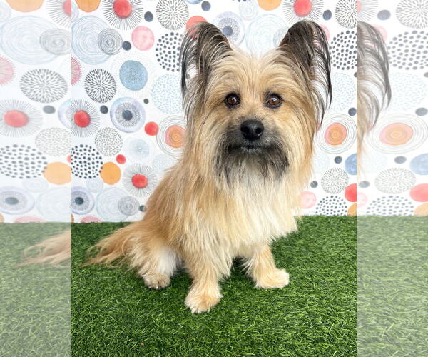 Medium Photo #1 Skye Terrier-Unknown Mix Puppy For Sale in Corona, CA, USA