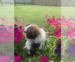 Small Photo #8 Shih Tzu Puppy For Sale in FORT WORTH, TX, USA