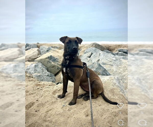 Medium Photo #1 Holland Shepherd-Unknown Mix Puppy For Sale in San Juan Capistrano, CA, USA